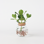 Voir la diapositive 6 : PLANT IN A BOX Clusia en verre - Clusia rosea 'Princess' - Hauteur 25-35cm - ⌀20cm