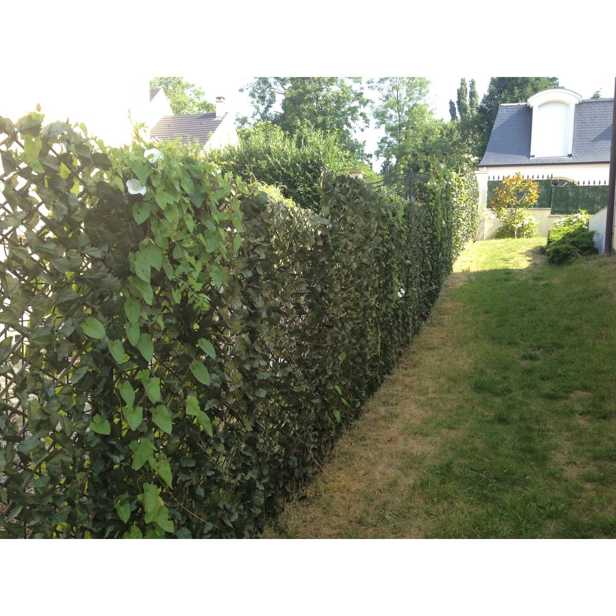 Haie de Lierre artificielle aspect naturel sur treillage extensible
