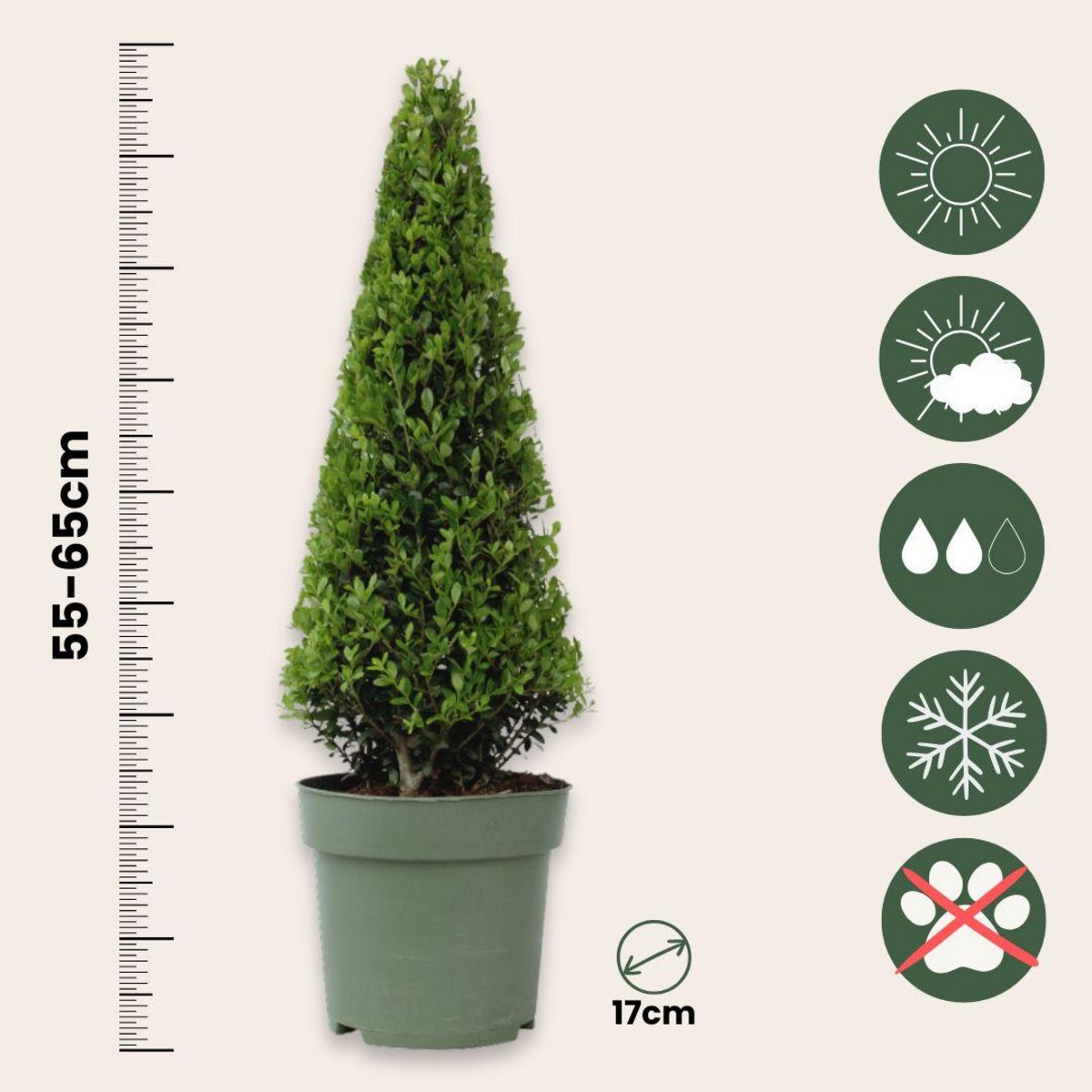 PLANT IN A BOX Houx crenelé - Ilex crenata 'Jenny' - Hauteur 55-65cm - ⌀21cm