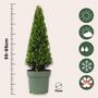 Voir la diapositive 2 : PLANT IN A BOX Houx crenelé - Ilex crenata 'Jenny' - Hauteur 55-65cm - ⌀21cm