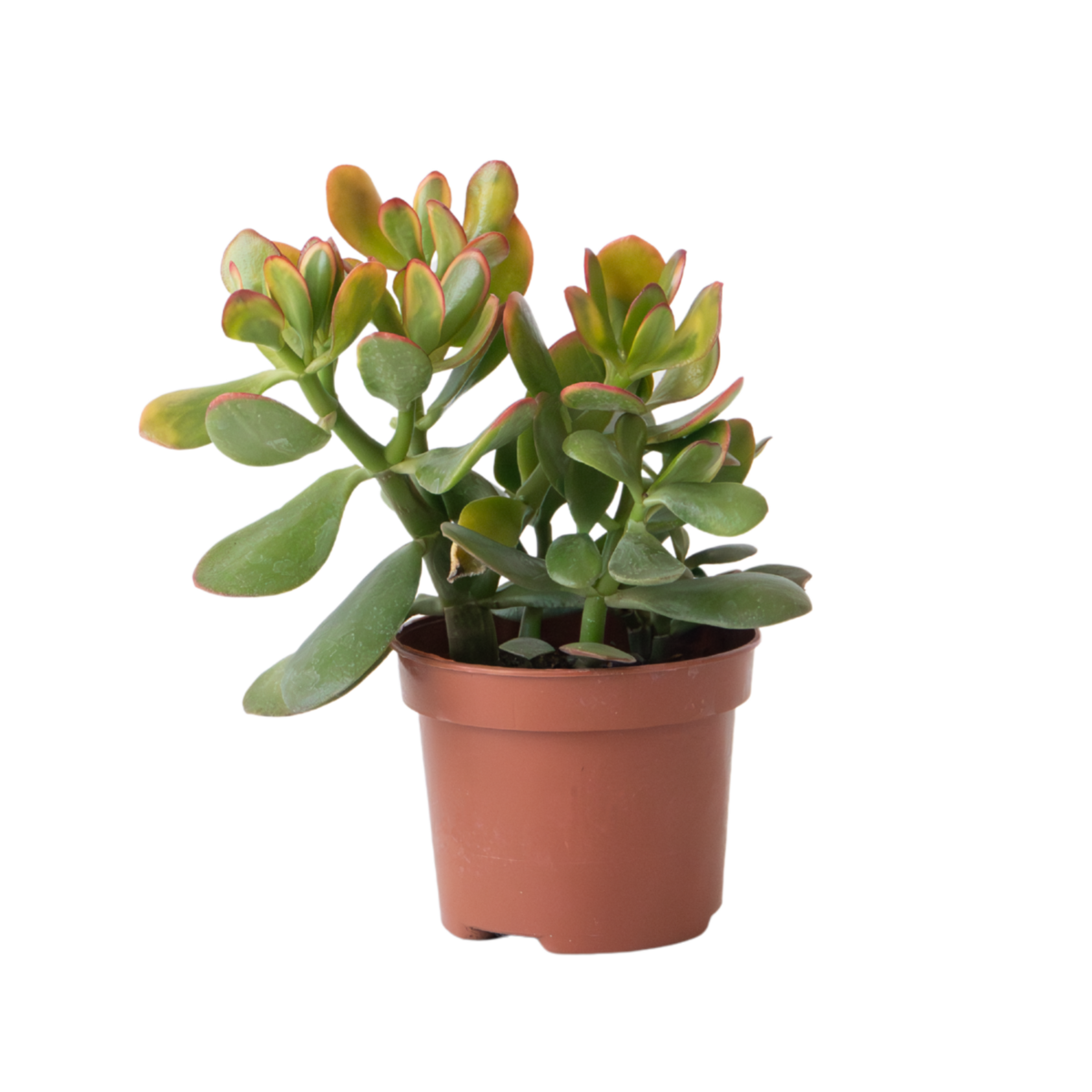 PLANT IN A BOX Arbre de jade - Crassula ovata 'Sunset' - Hauteur 15-20cm - ⌀12cm