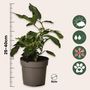 Voir la diapositive 2 : PLANT IN A BOX Tomatillo - Set de 6 - Solanum Muricatum 'Pepino gold' - Hauteur 25-40cm - ⌀9cm