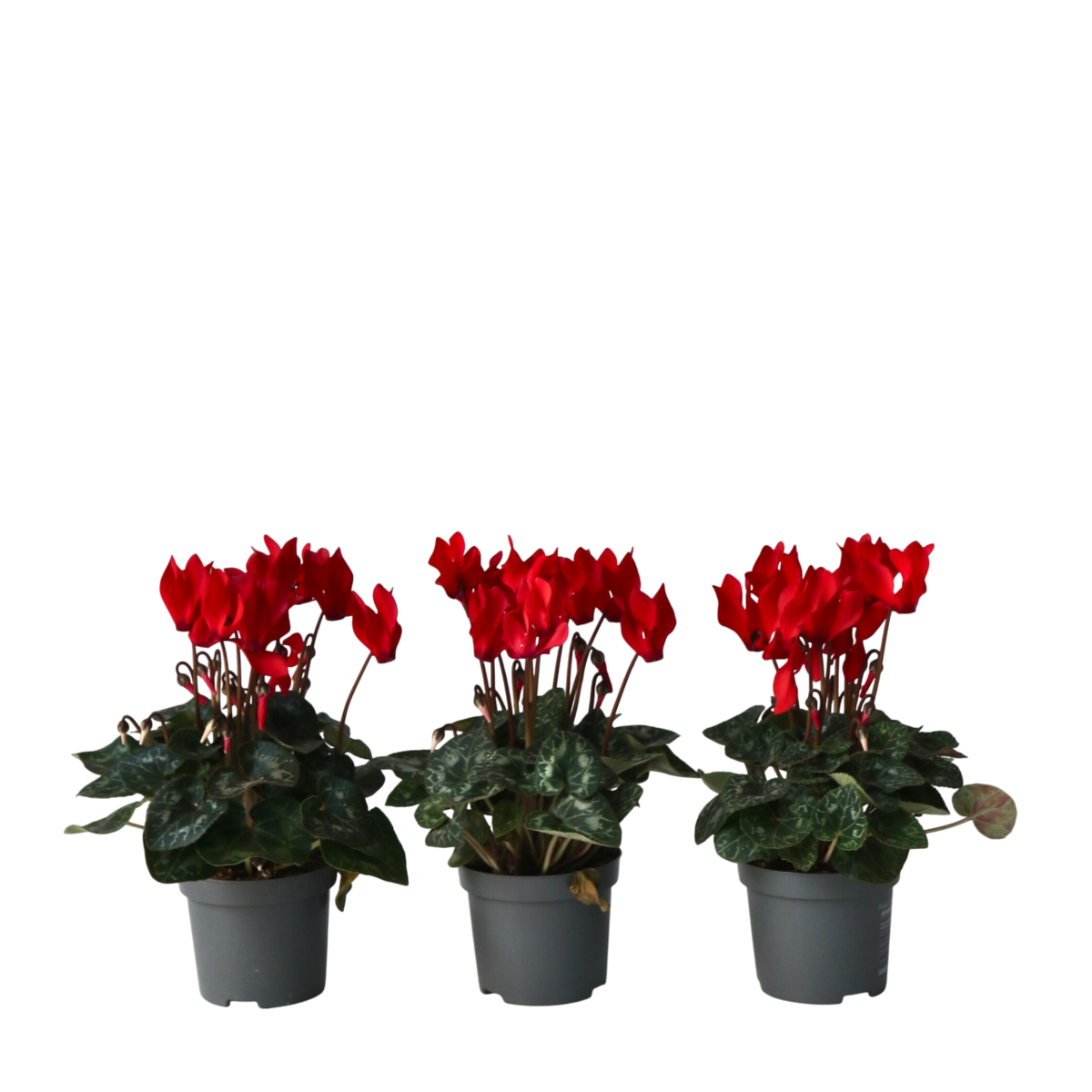 PLANT IN A BOX Cyclamen de Perse - Set de 6 - Cyclamen 'Winfall Scarlet' - H10-20cm - ⌀9cm