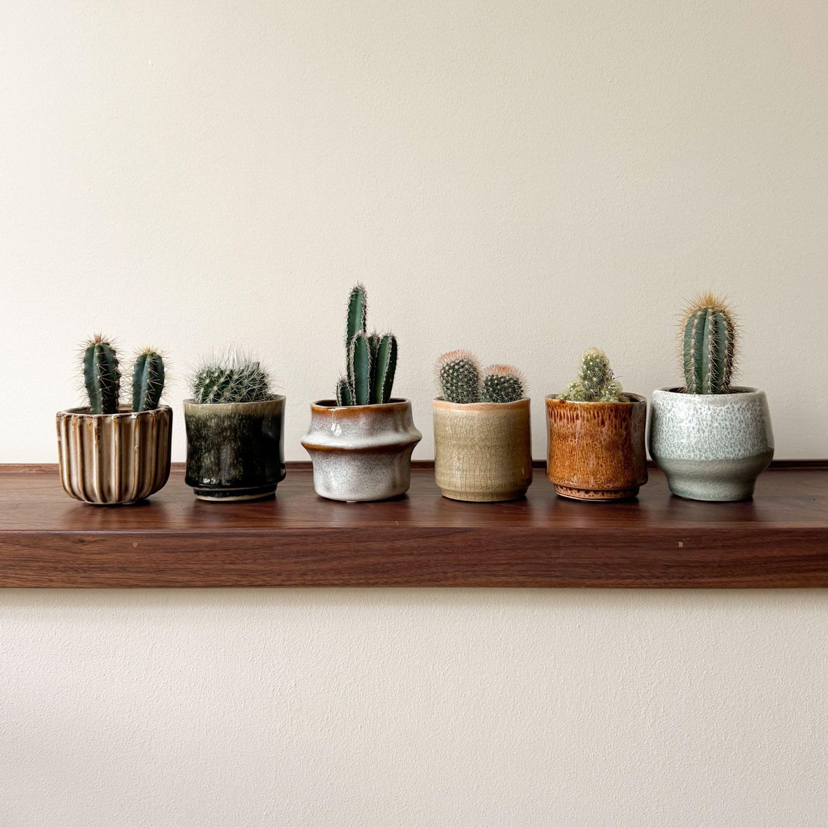PLANT IN A BOX Mélange de mini cactus - Set de 6 - Cactus - Hauteur 5-10cm - ⌀5,5cm
