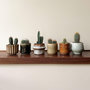 Voir la diapositive 4 : PLANT IN A BOX Mélange de mini cactus - Set de 6 - Cactus - Hauteur 5-10cm - ⌀5,5cm