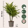 Voir la diapositive 2 : PLANT IN A BOX Dragonnier - Set de 2 - Dracaena deremensis 'Lemon Lime' - H60-70cm - ⌀17cm