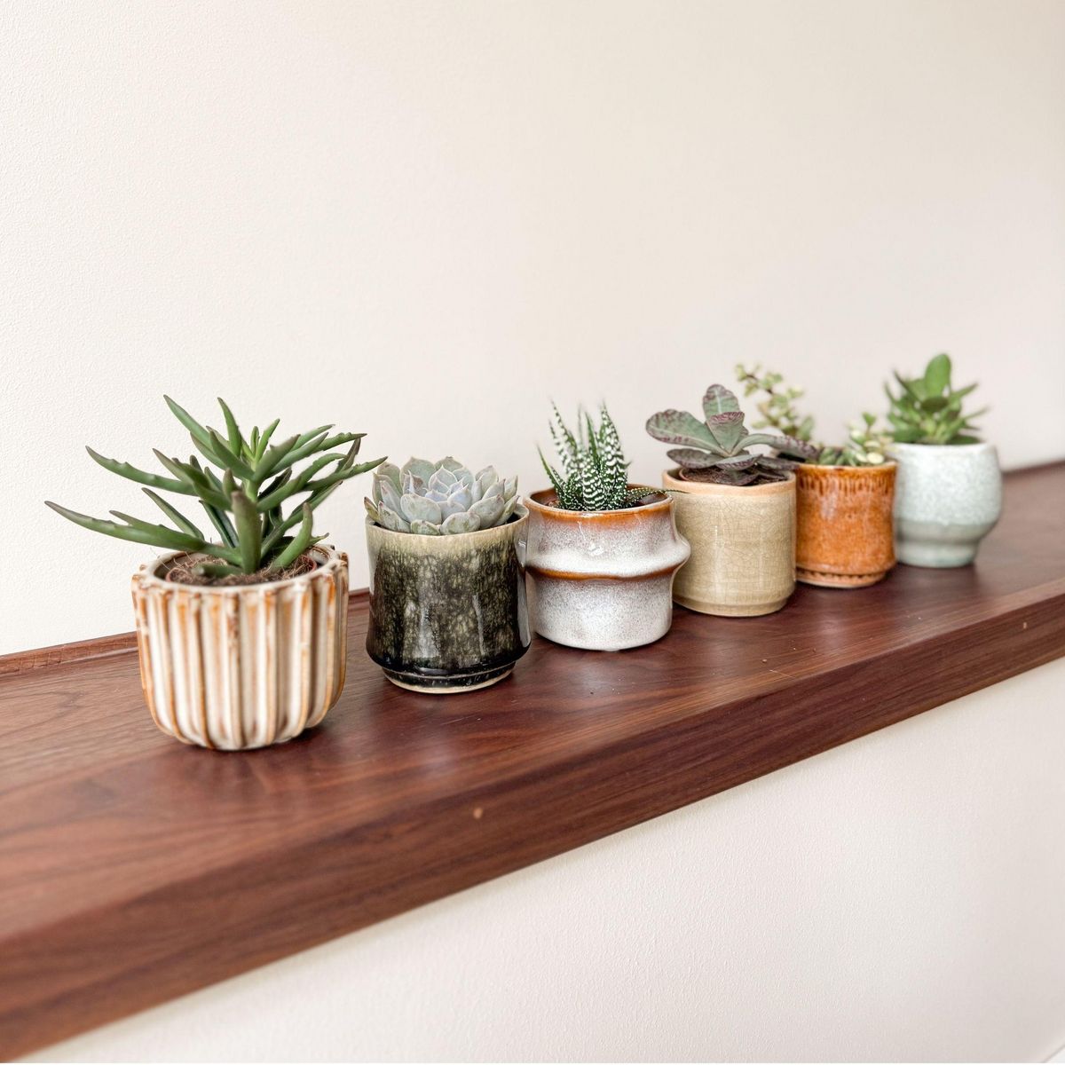 PLANT IN A BOX Mélange de petites succulentes - Set de 6 - Succulent Mix - H5-10cm - ⌀5,5cm