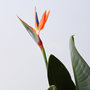 Voir la diapositive 3 : PLANT IN A BOX Oiseau de paradis - Strelitzia reginae - avec fleurs - Hauteur 70-100cm - Ø19cm