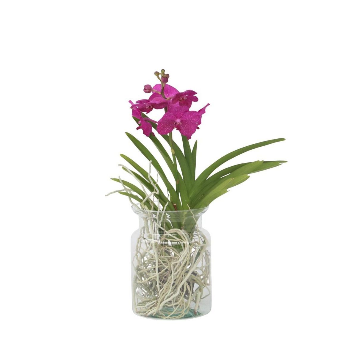 PLANT IN A BOX Orchidée - Vanda 'Cerise' - Hauteur 40-50cm - ⌀14cm