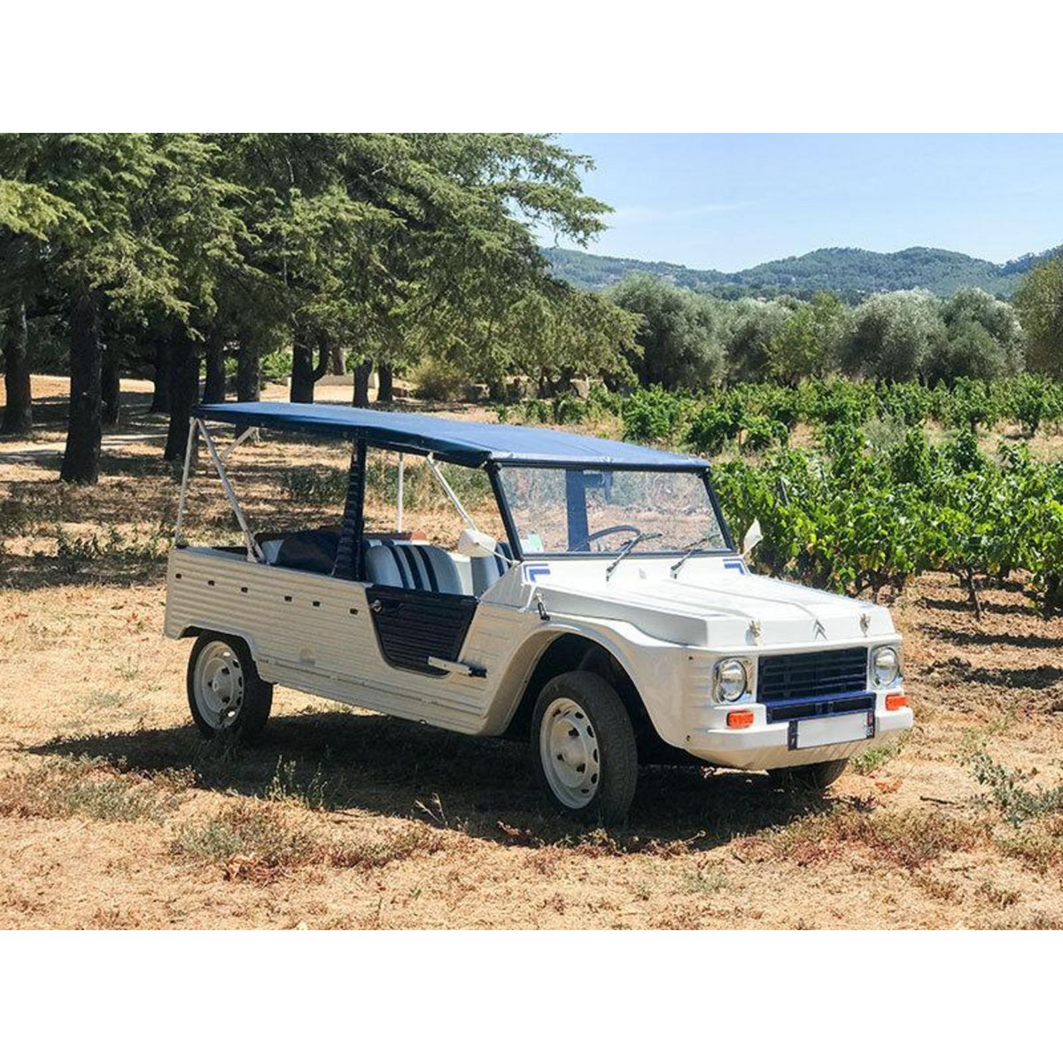 Smartbox Balade œnologique sur 3 communes classées AOC Bandol et dégustation de vins - Coffret Cadeau Sport & Aventure