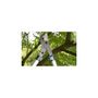 Voir la diapositive 3 : Gardena Coupe-branches GARDENA EnergyCut 750 B - 12007-20