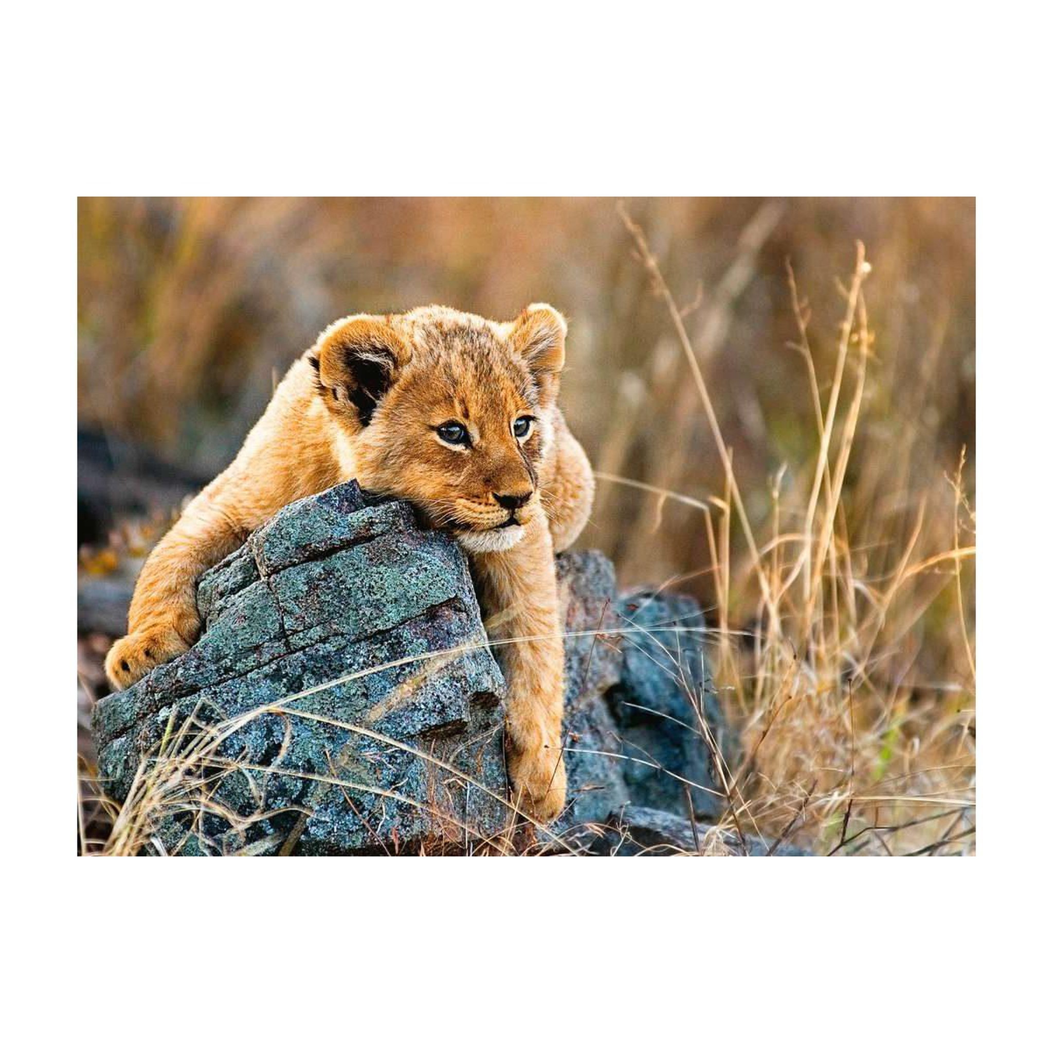 RAVENSBURGER Puzzle 200 p xxl - le petit lionceau