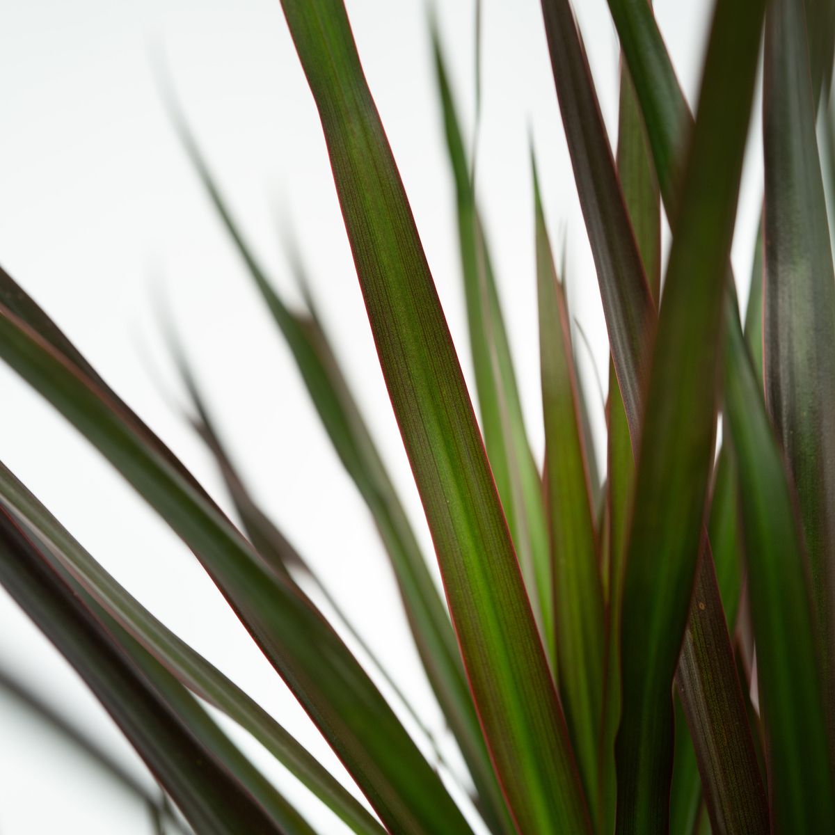 PLANT IN A BOX Dragonnier - Set de 2 - Dracaena marginata 'Magenta' - Hauteur 70-80cm - ⌀17cm