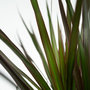 Voir la diapositive 3 : PLANT IN A BOX Dragonnier - Set de 2 - Dracaena marginata 'Magenta' - Hauteur 70-80cm - ⌀17cm