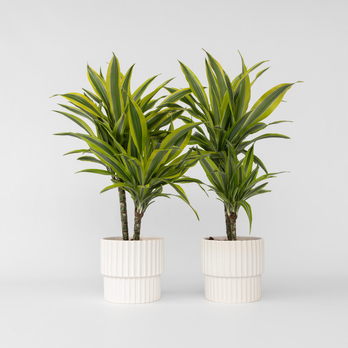 PLANT IN A BOX Dragonnier - Set de 2 - Dracaena deremensis 'Lemon Lime' - H60-70cm - ⌀17cm