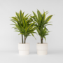 Voir la diapositive 5 : PLANT IN A BOX Dragonnier - Set de 2 - Dracaena deremensis 'Lemon Lime' - H60-70cm - ⌀17cm