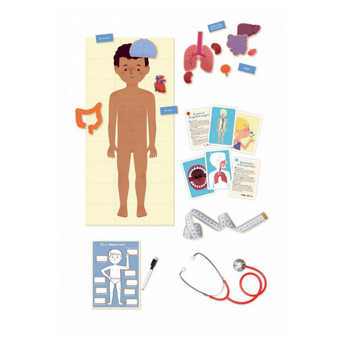 Nathan J apprend le corps humain