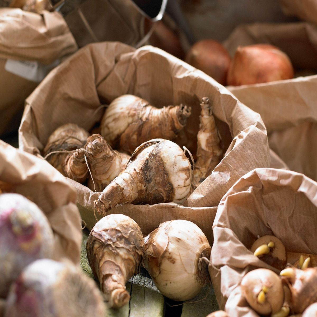PLANT IN A BOX Mélange de bulbes pour le jardin - Set de 25 - Tulipa, Hyacinthus