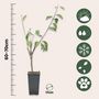Voir la diapositive 2 : PLANT IN A BOX Pommier - Set de 2 - Malus - Hauteur 60-70cm - ⌀17cm