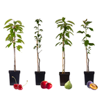 PLANT IN A BOX Arbres fruitiers -  x4 - Pommier, Cerisier, Poirier et Prunier - 60-70cm - ⌀9cm