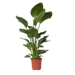 PLANT IN A BOX Oiseau de paradis - Strelitzia nicolai - Hauteur 150-170cm - ⌀28cm