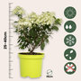 Voir la diapositive 2 : PLANT IN A BOX Hortensia - Hydrangea paniculata 'Bobo' - Hauteur 25-40cm - ⌀19cm