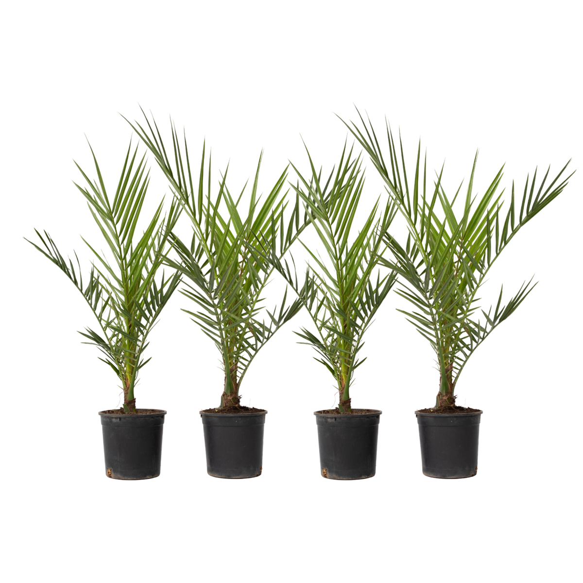 PLANT IN A BOX Palmier Dattier des Canaries - Set de 4 - Phoenix canariensis - H50-60cm - ⌀15cm