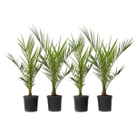 PLANT IN A BOX Palmier Dattier des Canaries - Set de 4 - Phoenix canariensis - H50-60cm - ⌀15cm