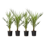 Voir la diapositive 1 : PLANT IN A BOX Palmier Dattier des Canaries - Set de 4 - Phoenix canariensis - H50-60cm - ⌀15cm