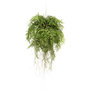 Voir la diapositive 2 : EMERALD Emerald Fougere artificielle suspendue avec racines 55 cm