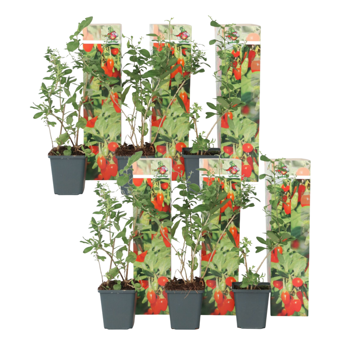 PLANT IN A BOX Baie de Goji - Set de 6 - Lycium barbarum - Hauteur 25-40cm - ⌀9cm