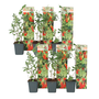 Voir la diapositive 1 : PLANT IN A BOX Baie de Goji - Set de 6 - Lycium barbarum - Hauteur 25-40cm - ⌀9cm