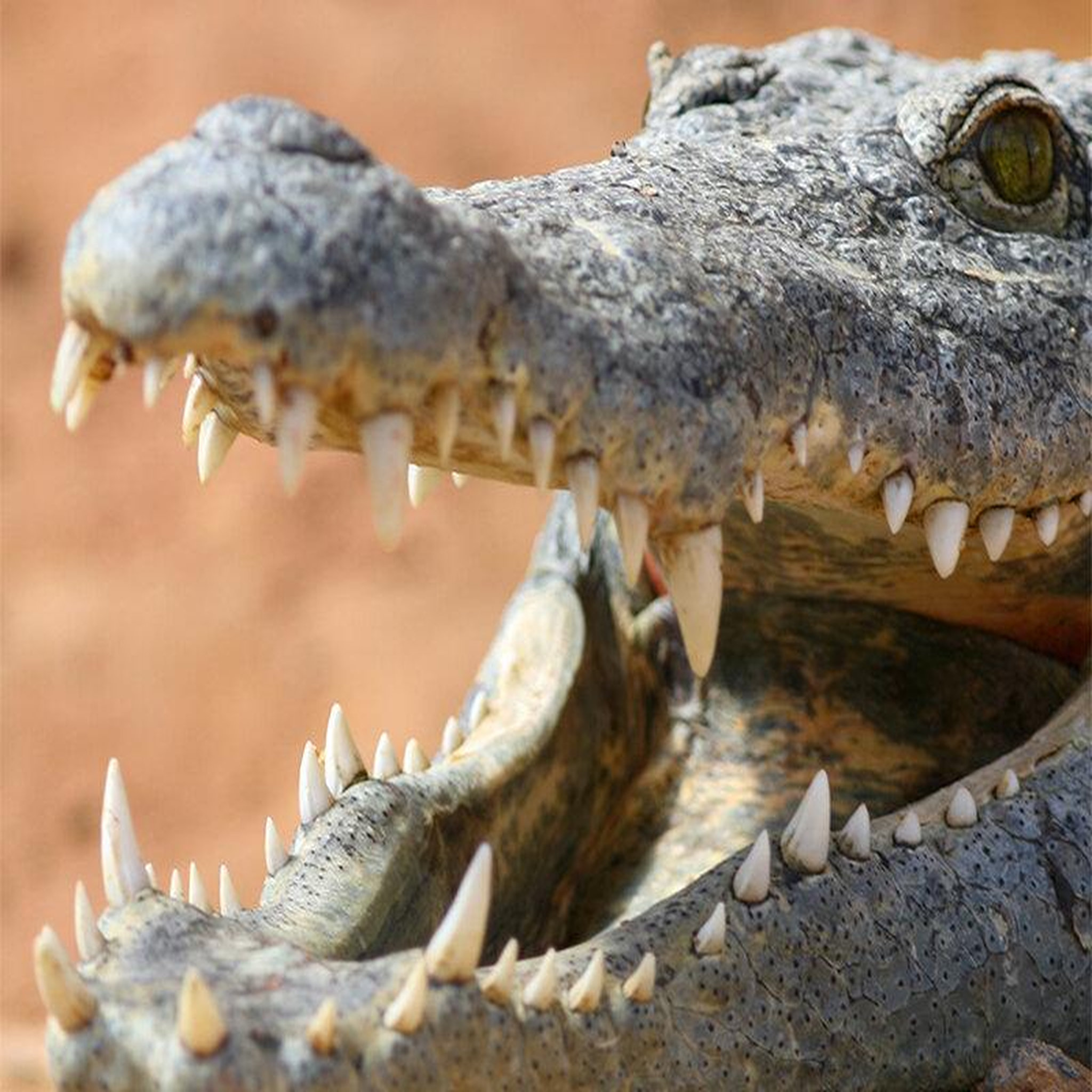 Voir la diapositive 2 : Smartbox Découverte près de montélimar : 1 entrée adulte et 1 entrée enfant pour la ferme aux crocodiles - coffret cadeau sport & aventure