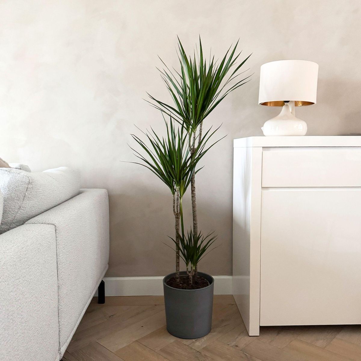 PLANT IN A BOX Dragonnier - Dracaena marginata 'Magenta' - Hauteur 110-130cm - ⌀24cm