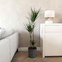 Voir la diapositive 5 : PLANT IN A BOX Dragonnier - Dracaena marginata 'Magenta' - Hauteur 110-130cm - ⌀24cm