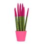 Voir la diapositive 1 : PLANT IN A BOX Sansevieria cylindrique - Hauteur 20-40cm - Pot 9cm