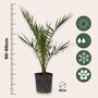 Voir la diapositive 2 : PLANT IN A BOX Palmier Dattier des Canaries - Phoenix canariensis - Hauteur 50-60cm - ⌀15cm