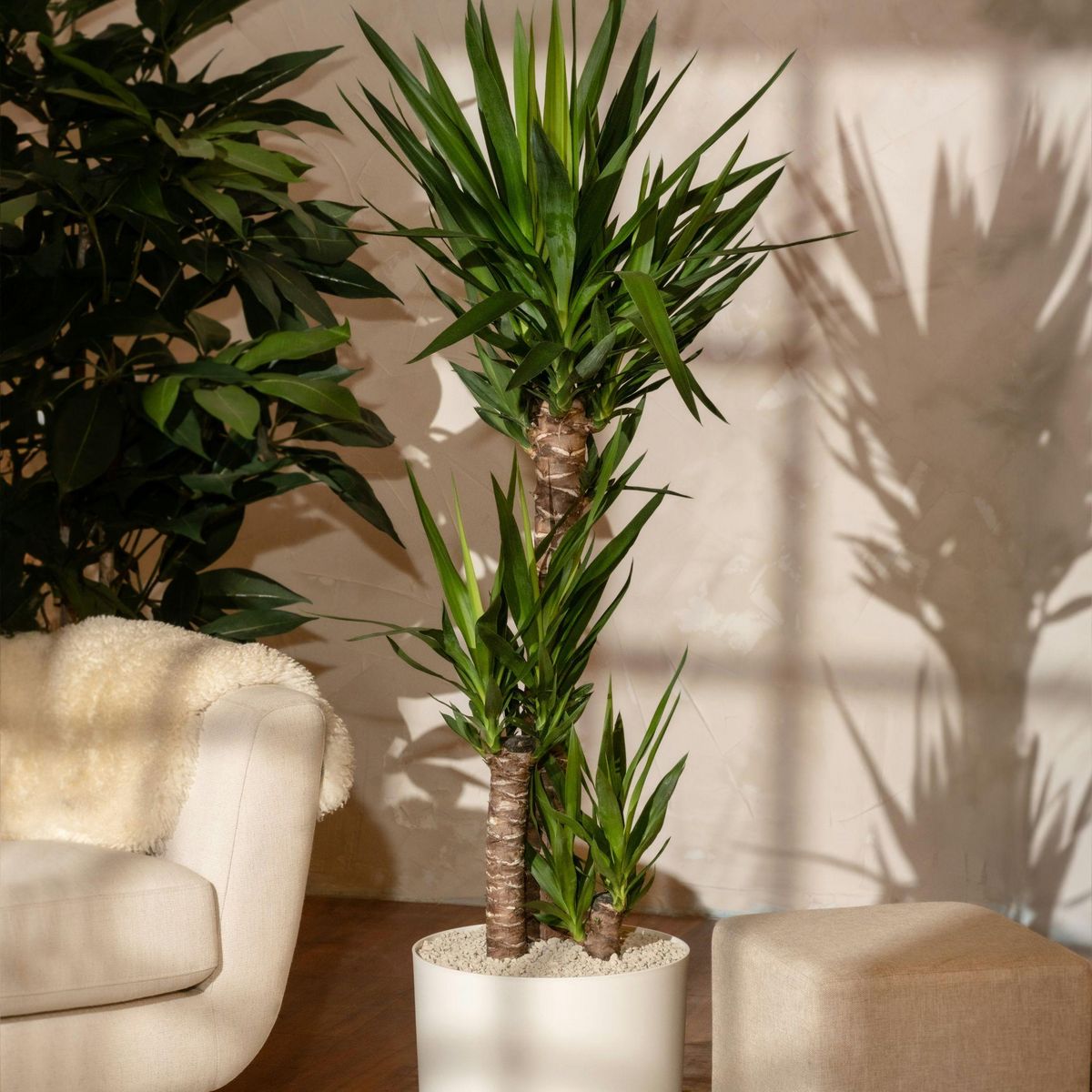 PLANT IN A BOX Pied d'éléphant - Set de 2 - Yucca elephantipes - Hauteur 70-80cm - ⌀21cm