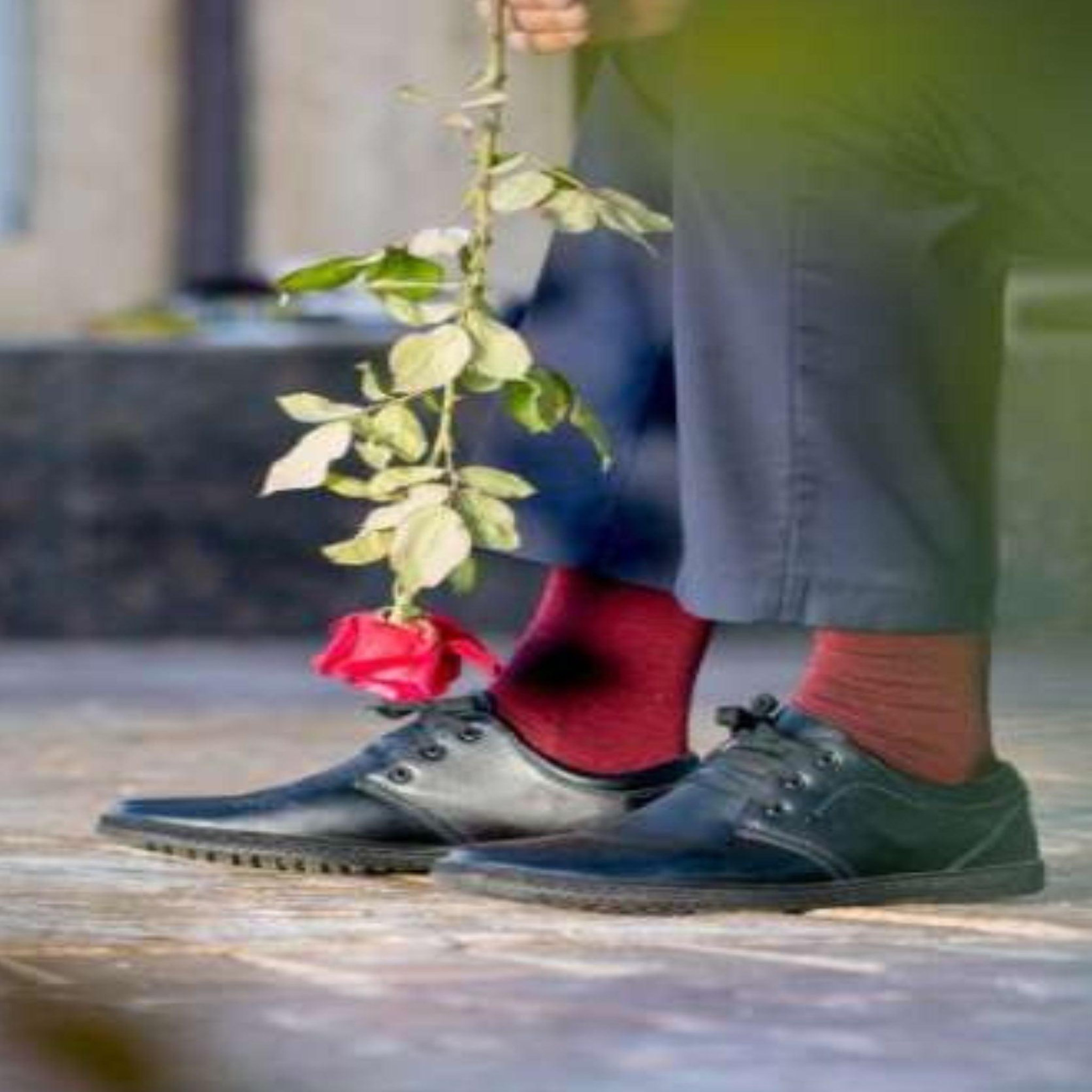 Voir la diapositive 3 : PIRIN HILL Chaussettes laine mérinos & coton bordeaux