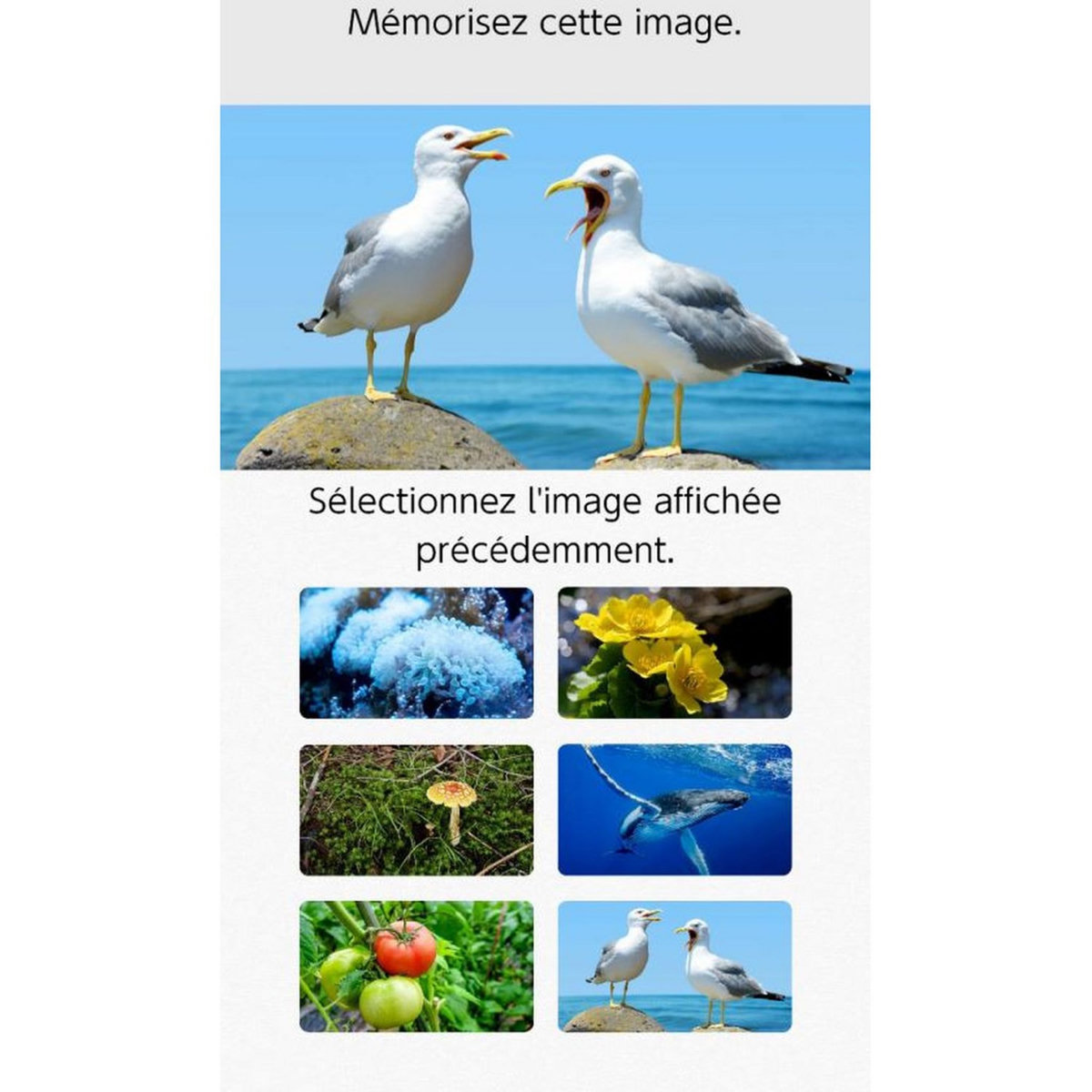 NINTENDO Programme Entrainement Cérébral du Dr Kawashima Nintendo Switch