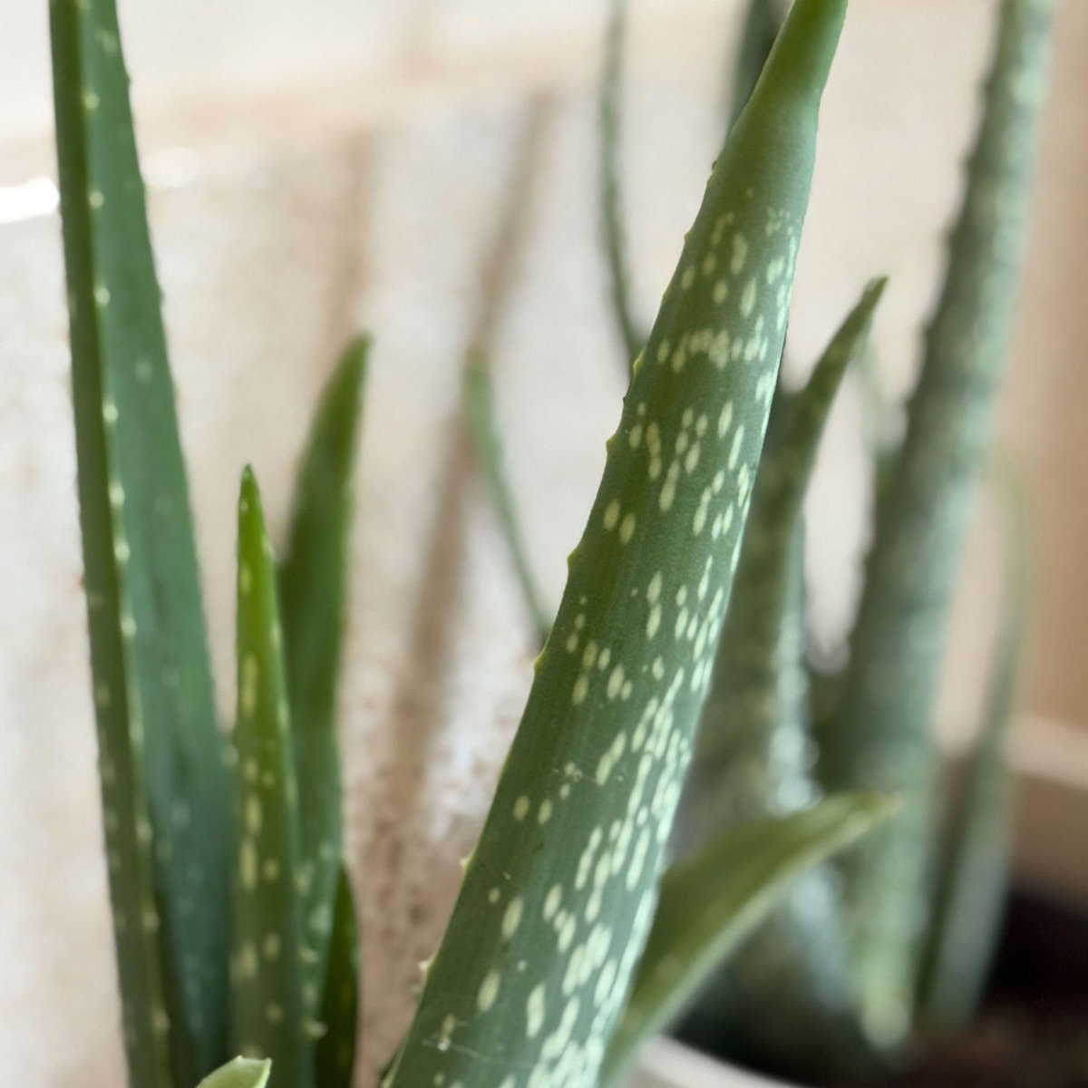 PLANT IN A BOX Aloe vera - Set de 2 - Aloe barbadensis - Hauteur 25-40cm - ⌀10,5cm