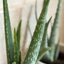 Voir la diapositive 3 : PLANT IN A BOX Aloe vera - Set de 2 - Aloe barbadensis - Hauteur 25-40cm - ⌀10,5cm
