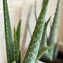 Voir la diapositive 3 : PLANT IN A BOX Aloe vera - Set de 2 - Aloe barbadensis - Hauteur 25-40cm - ⌀10,5cm