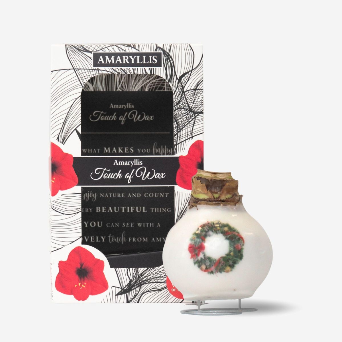 PLANT IN A BOX Amaryllis - Hippeastrum 'Couronne en Cire de Porcelaine'