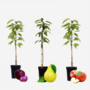 Voir la diapositive 6 : PLANT IN A BOX Colonnes de fruits - Set de 3 - Pomme, Poire - Hauteur 60-70cm - ⌀9cm