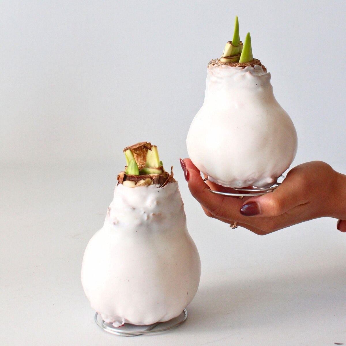 PLANT IN A BOX Amaryllis - Hippeastrum 'Wax White' - Bulbe de fleur - Rouge