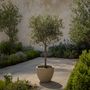 Voir la diapositive 4 : PLANT IN A BOX Olivier - Olea europaea - Hauteur 80-90cm - ⌀19cm