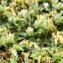 Voir la diapositive 5 : PLANT IN A BOX Chèvrefeuille - Lonicera henryi 'Copper Beauty' - Hauteur 110-120cm - ⌀17cm