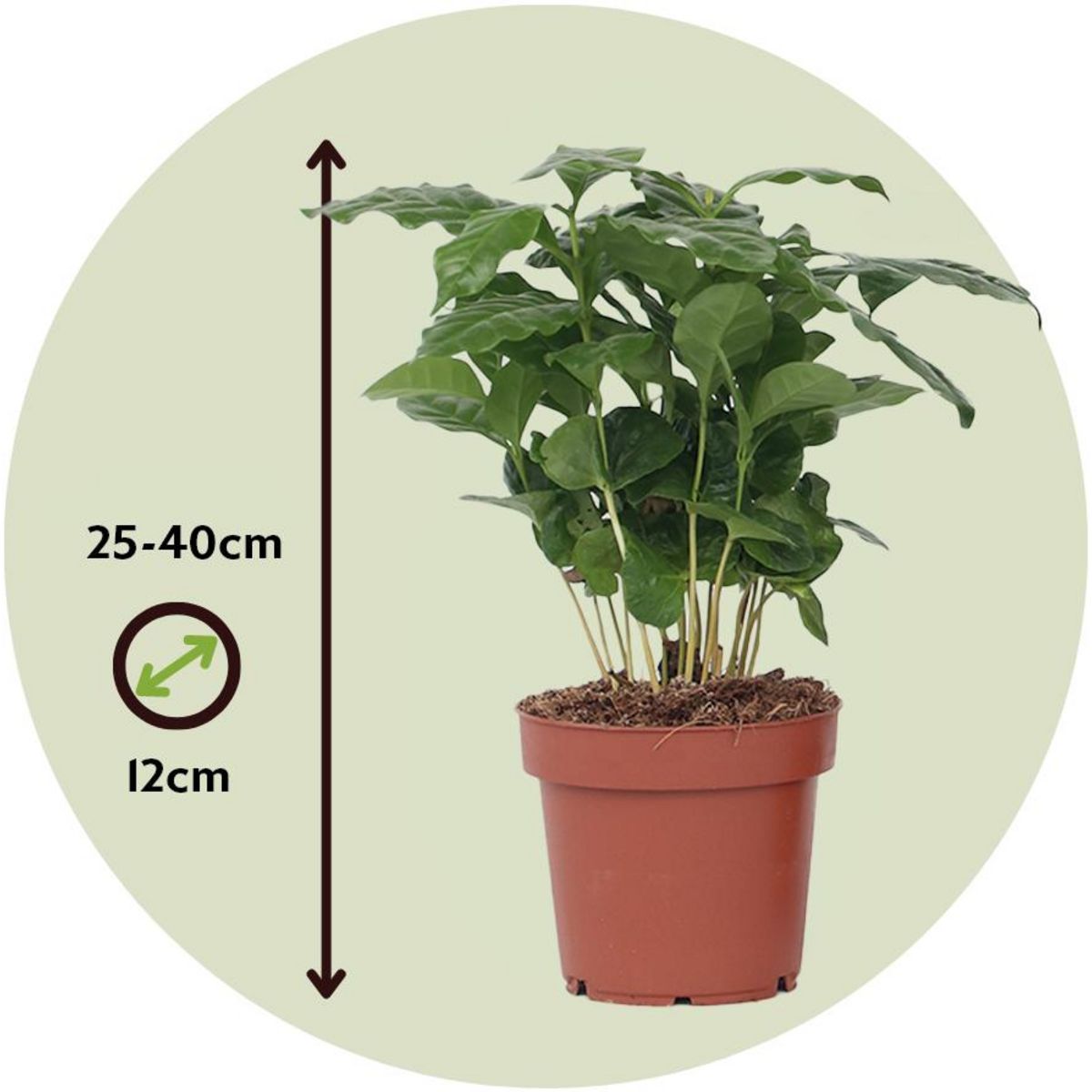 PLANT IN A BOX Caféier - Coffea arabica - Hauteur 25-40cm - ⌀12cm