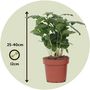 Voir la diapositive 2 : PLANT IN A BOX Caféier - Coffea arabica - Hauteur 25-40cm - ⌀12cm